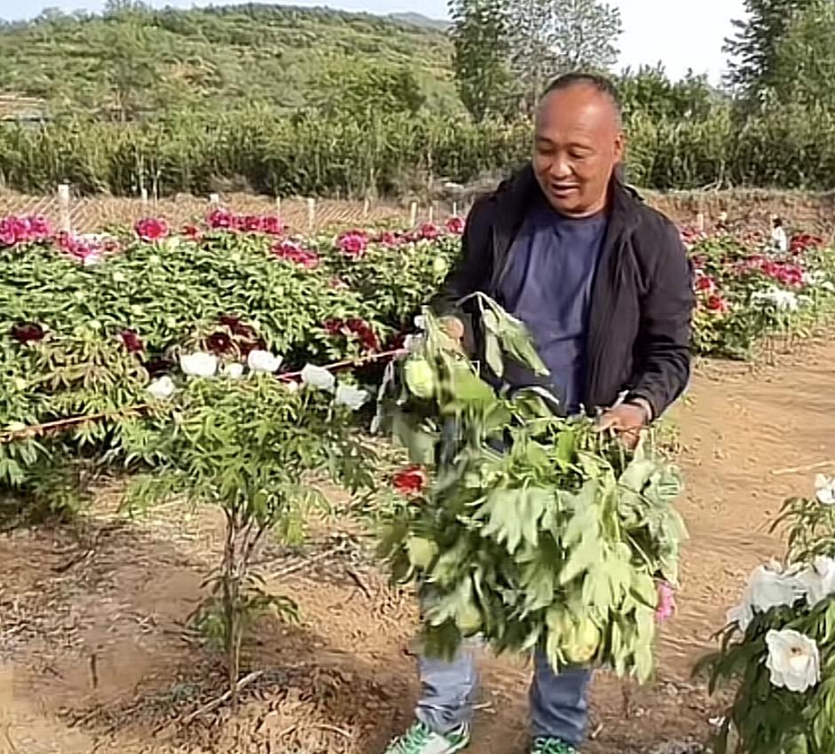 男子好心将自家牡丹园免费开放，不想却来了大批没素质的游客，随意踩踏人家的牡丹花也