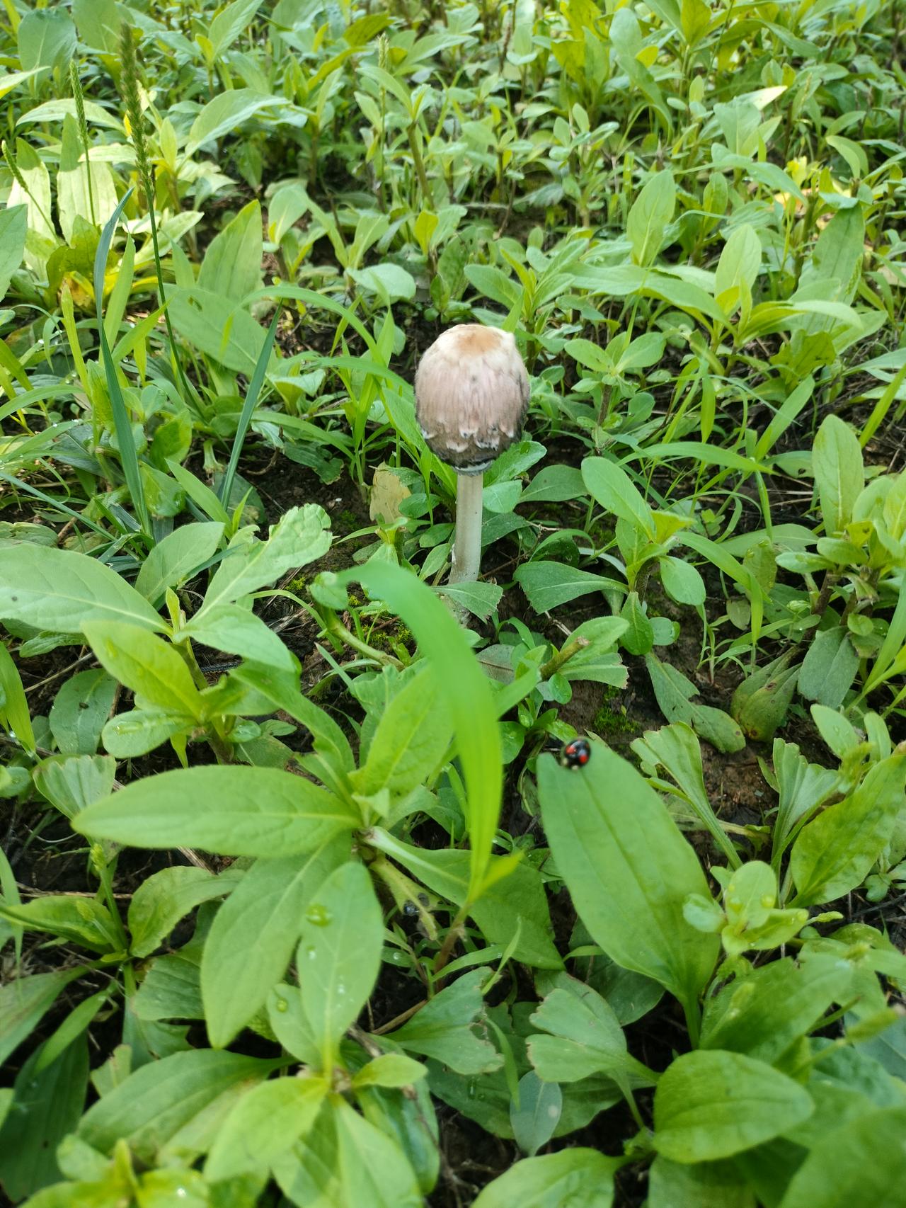 在一片草丛中，竟然有一个蘑菇，都说红花需要绿叶衬，蘑菇在绿叶的衬托下也觉得更加美