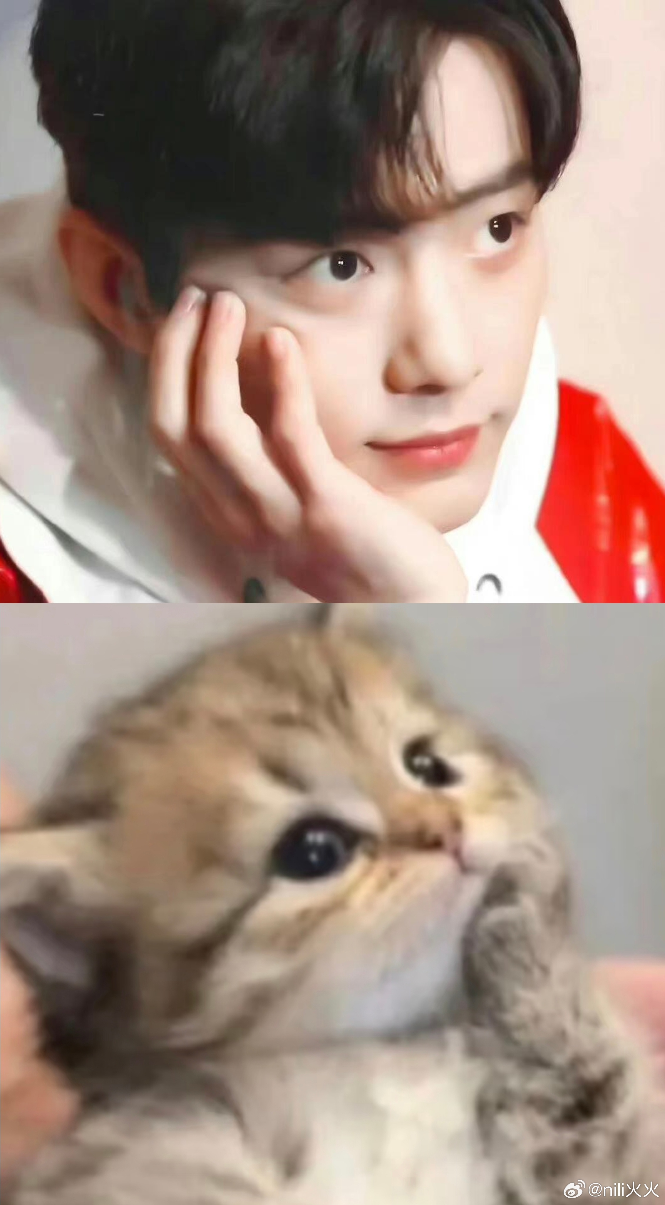 小狗小猫，这可真是一毛一样，可爱洗！ 