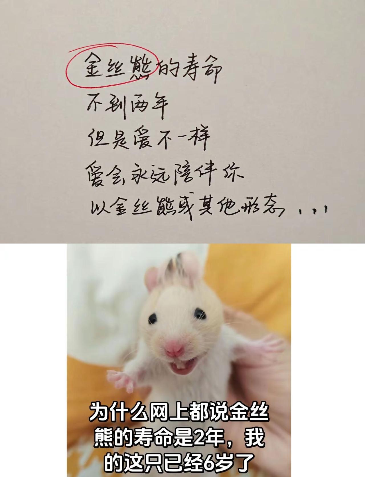妈妈的爱可以让金丝熊“永生”妈妈的爱可以让金丝熊“永生”妈妈的爱 金丝熊 萌宠出