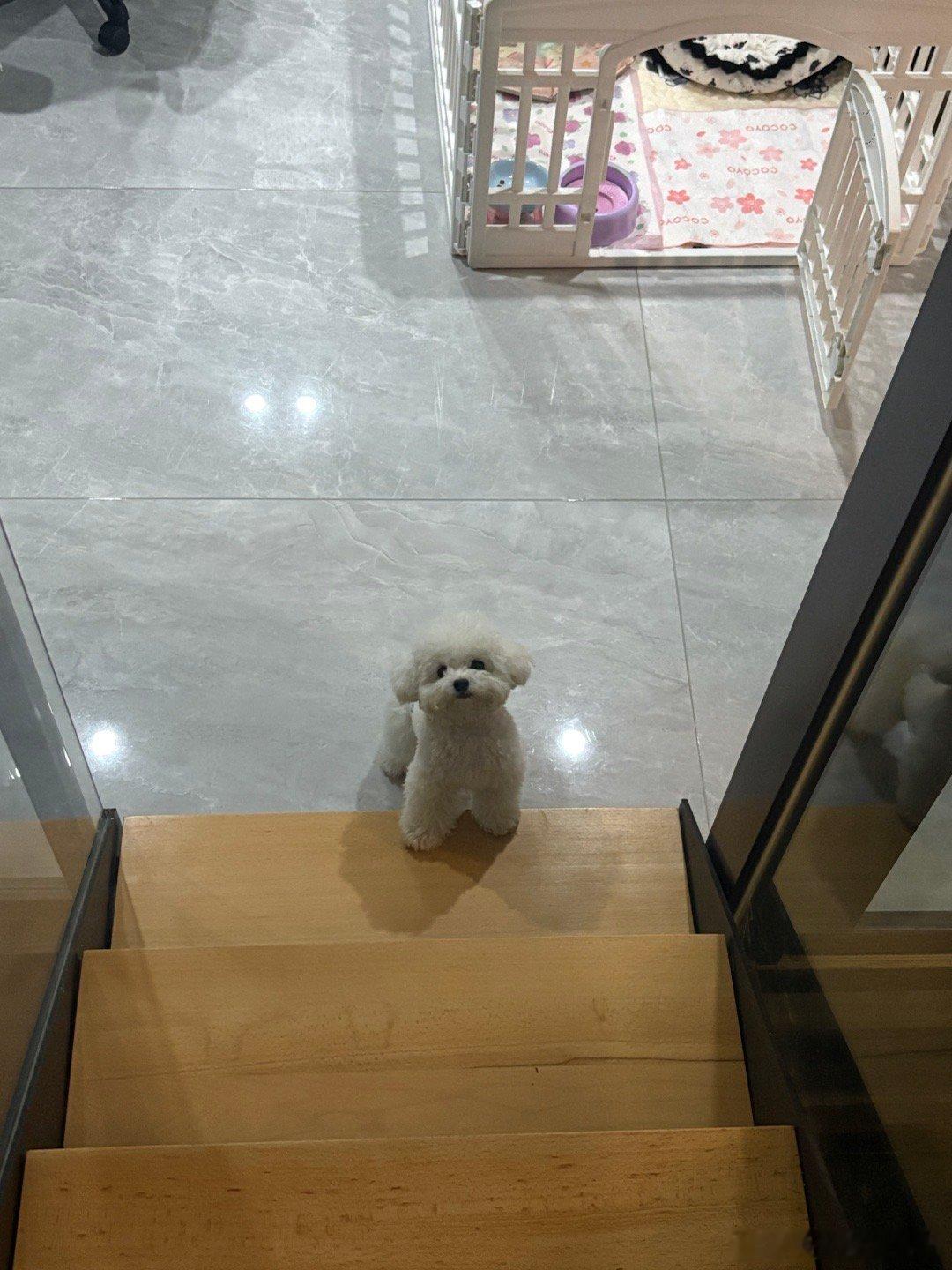 真的受不了毛孩子生病 小狗病的真的很让人揪心 昨天吃了医生开的药还是不停的半夜吐