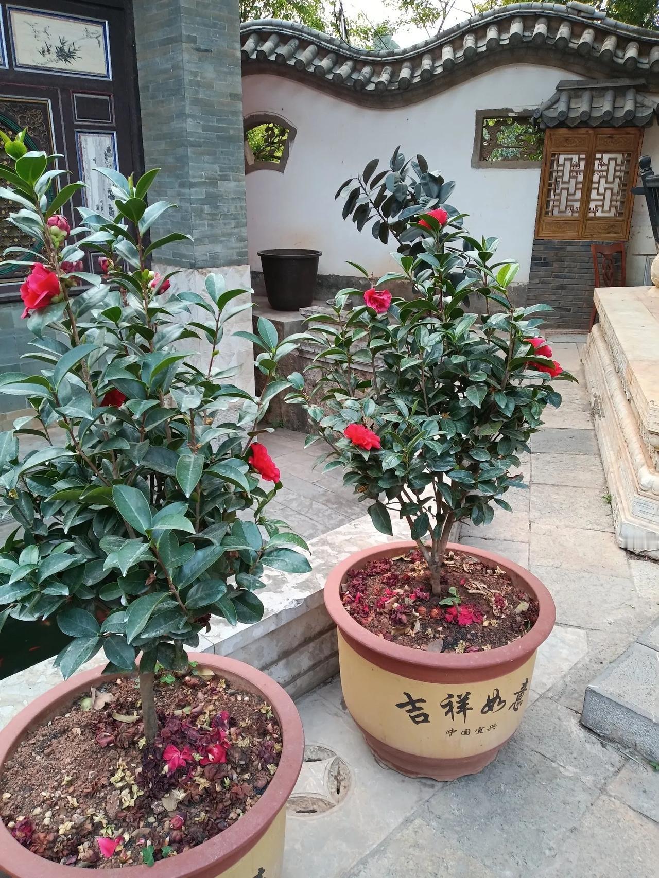 绿叶茶花官渡开，古镇禅寺用盆栽。海桐也来红相衬，难怪春天都喜爱！[呲牙][呲牙]