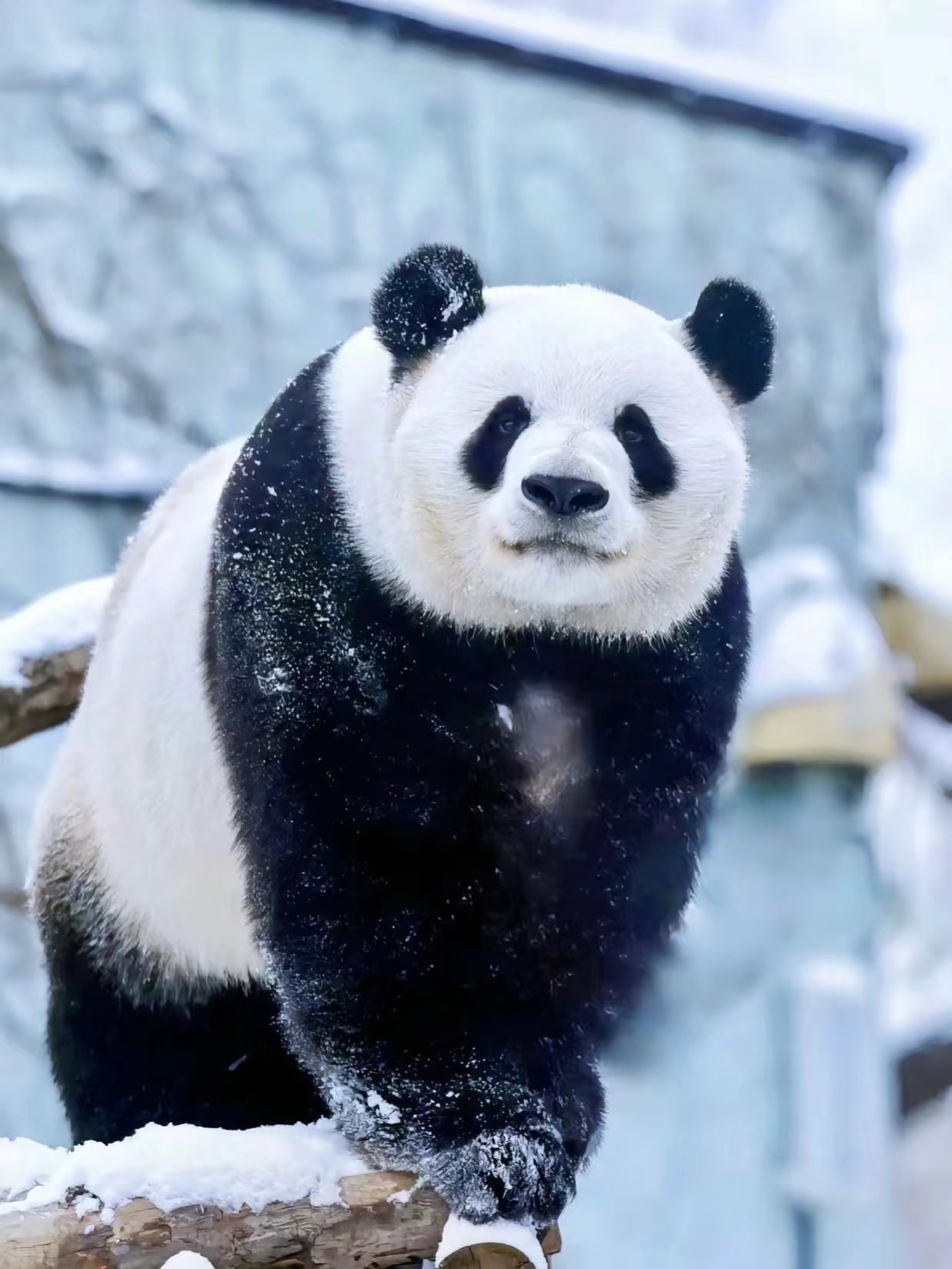 北京鹅毛大雪一下雪，北京就成了北平，萌兰就成了西直门三太子 