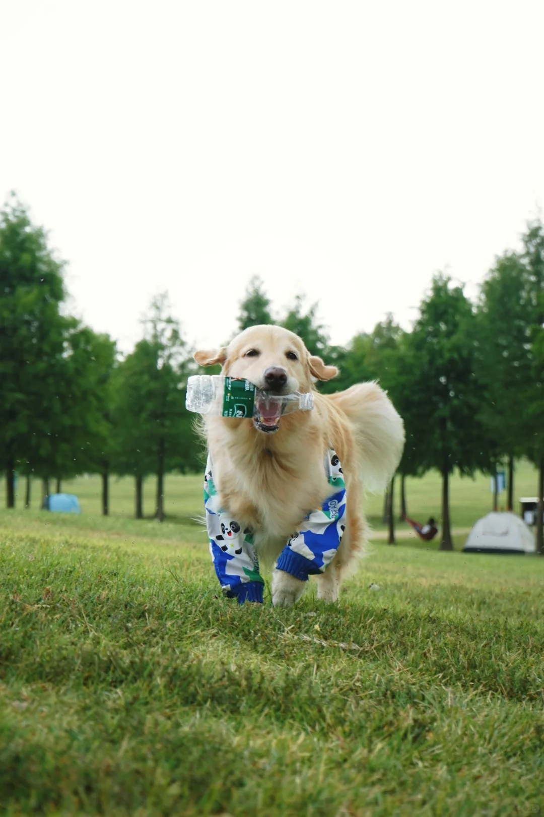 一 二 三是打滚🐶