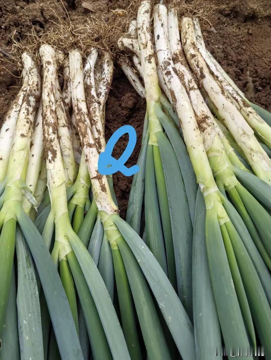 哪个季节种植大葱最好?
播种育葱苗，黄淮流域白露节气最适宜；移栽苗葱安家落户，谷