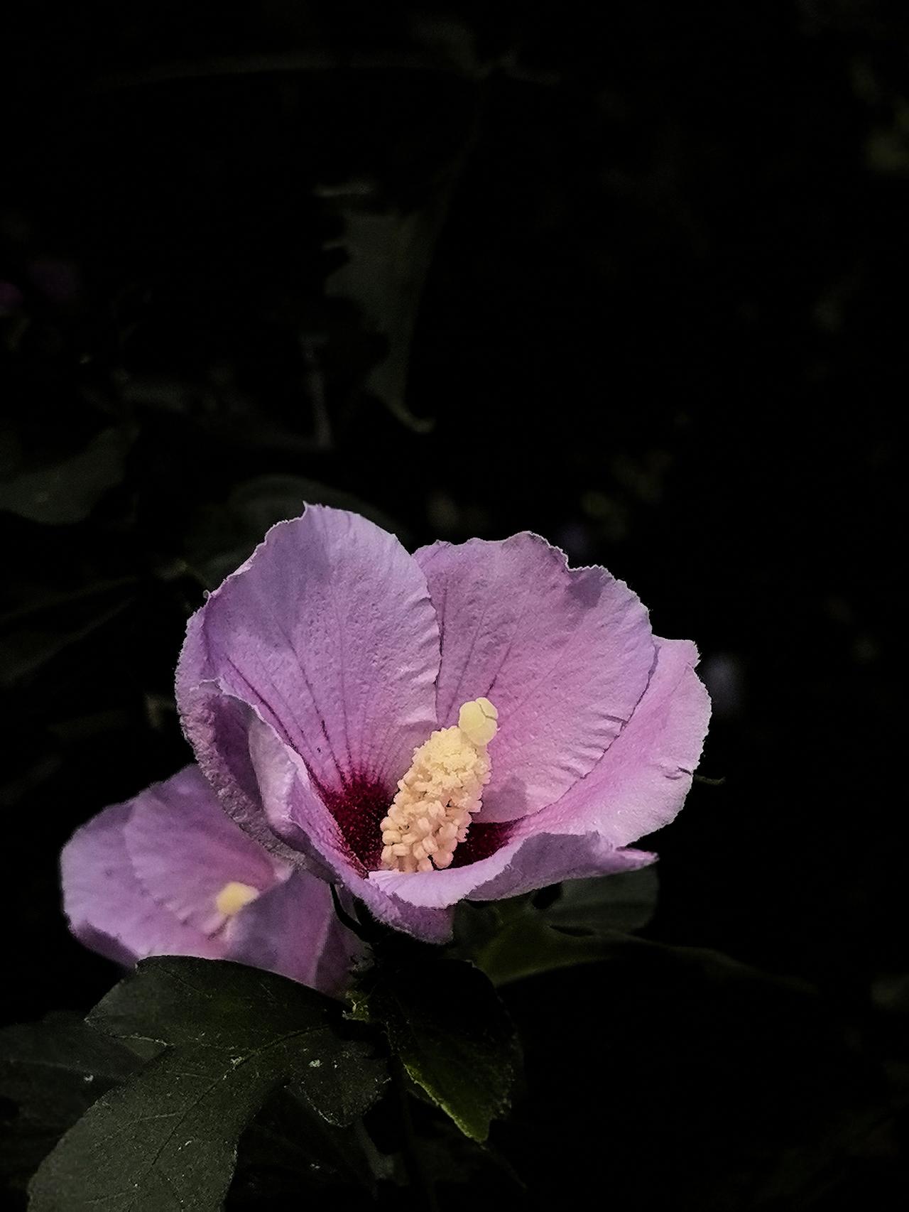 木槿花，也叫舜花，无穷花。它在我家乡常开于夏秋之际。它的花一开仿佛是预示着天气凉