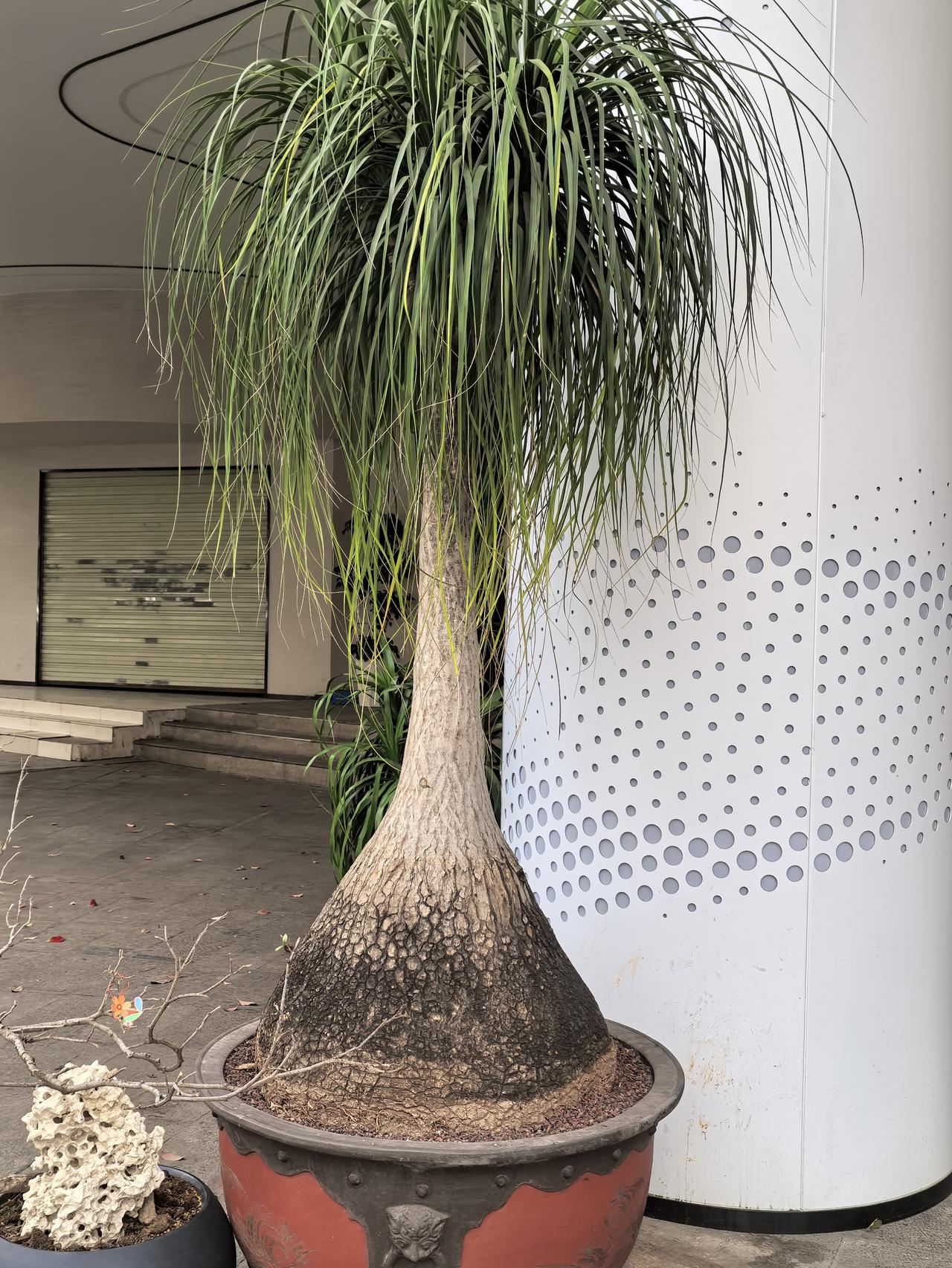 这是什么树，底部树杆太能生年了，树吗只有两米来高度，下面的盆都要撑破了，不够装了