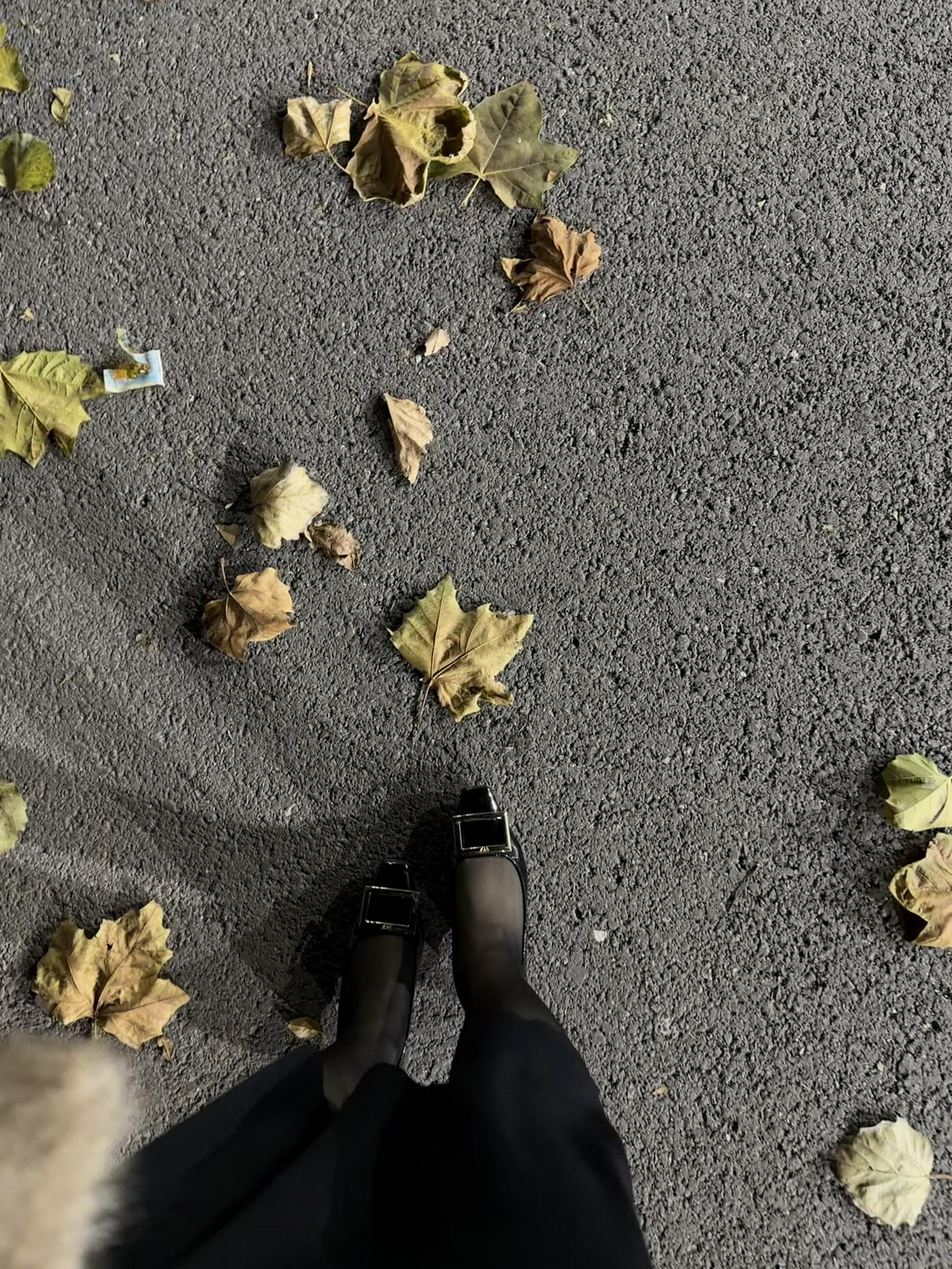 错过了一整个秋天🍂