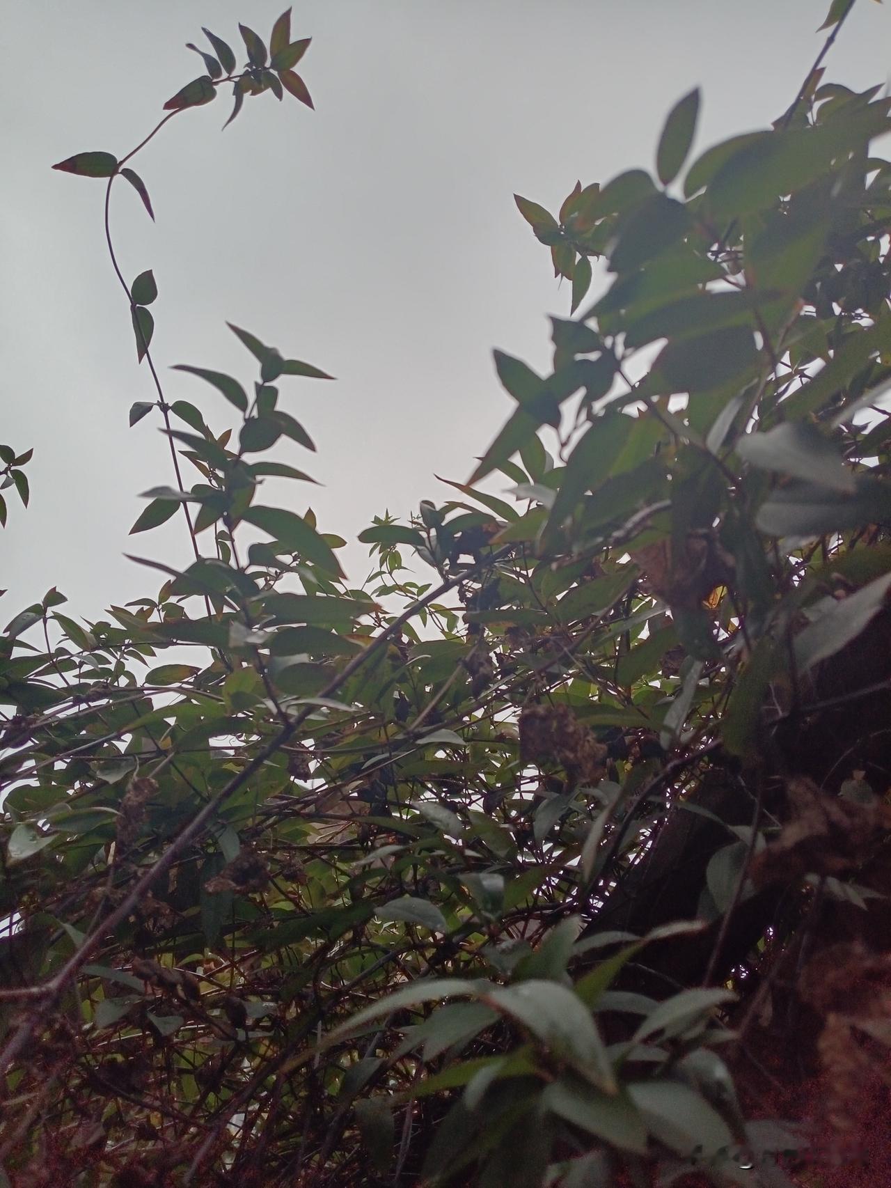 长沙断崖式降温！骑小电驴上班的我，秋裤大棉袄已待命

长沙又是细雨蒙蒙的一天，离