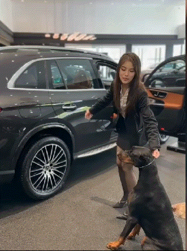 网友:这么大的狗，上个车咋那么费劲呢？