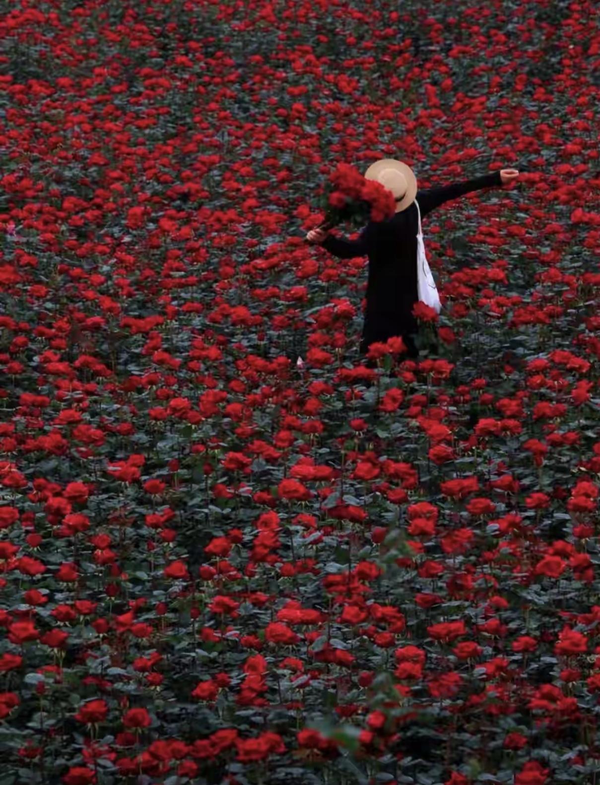 玫瑰园采摘一元一支