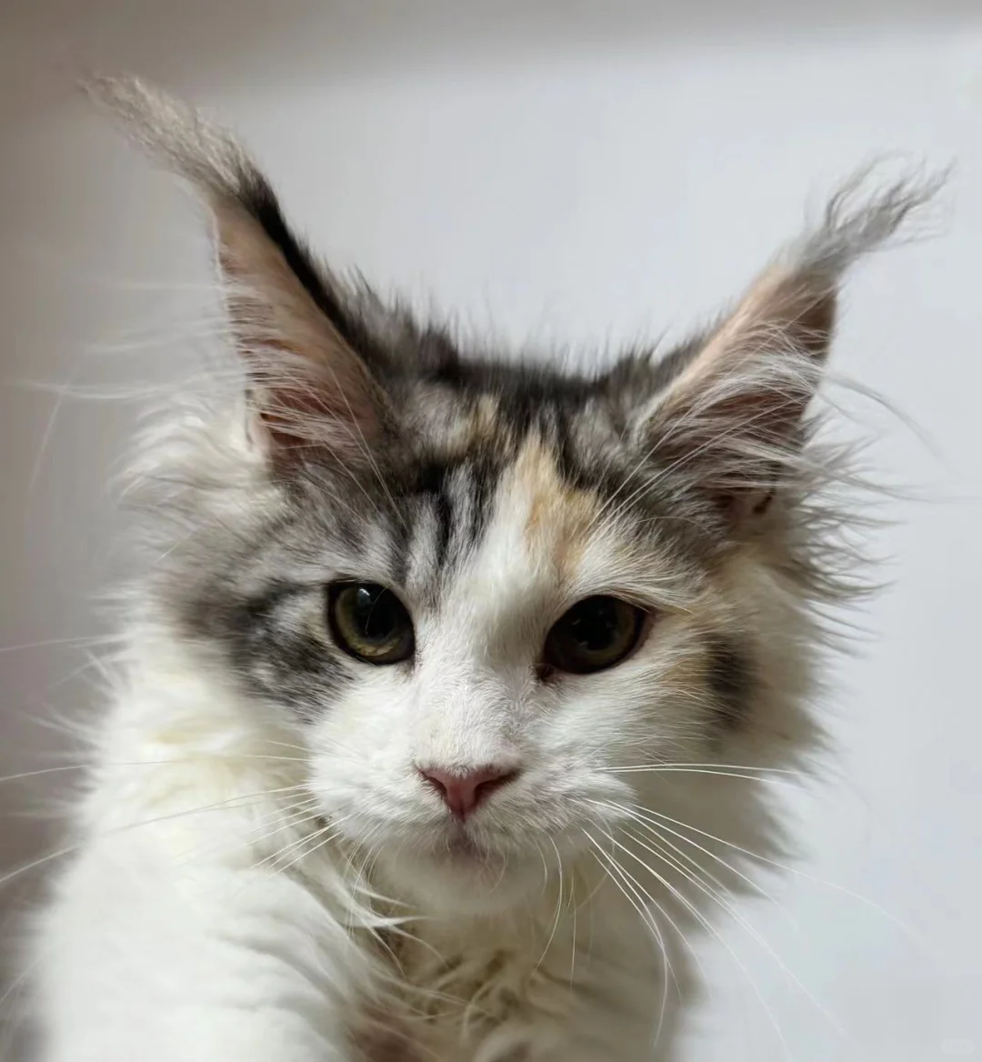 缅因｜大耳毛的三花缅因妹妹