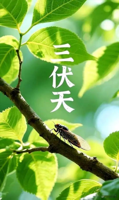 “公伏热死牛，母伏凉飕飕”，2026年是公伏还是母伏？早看早了解三伏天气候 
 
