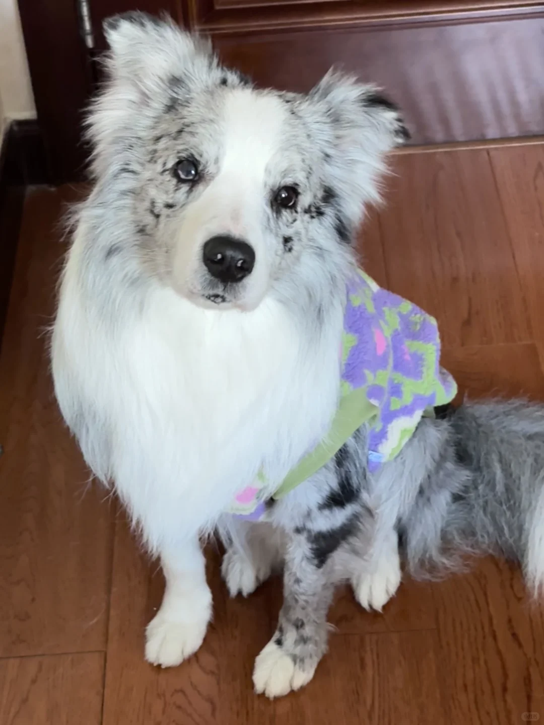 妩媚小狗💜