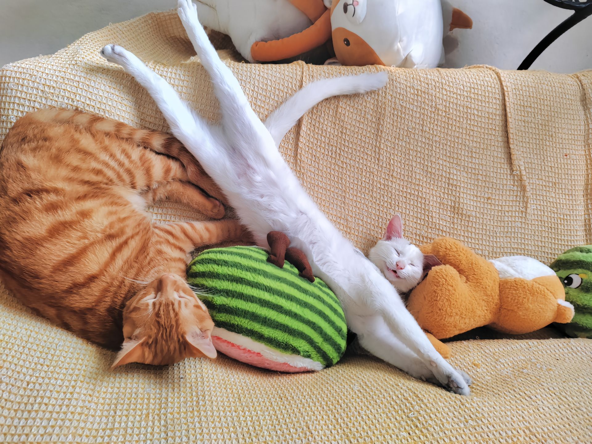 猫猫晾衣架[憧憬]​​​