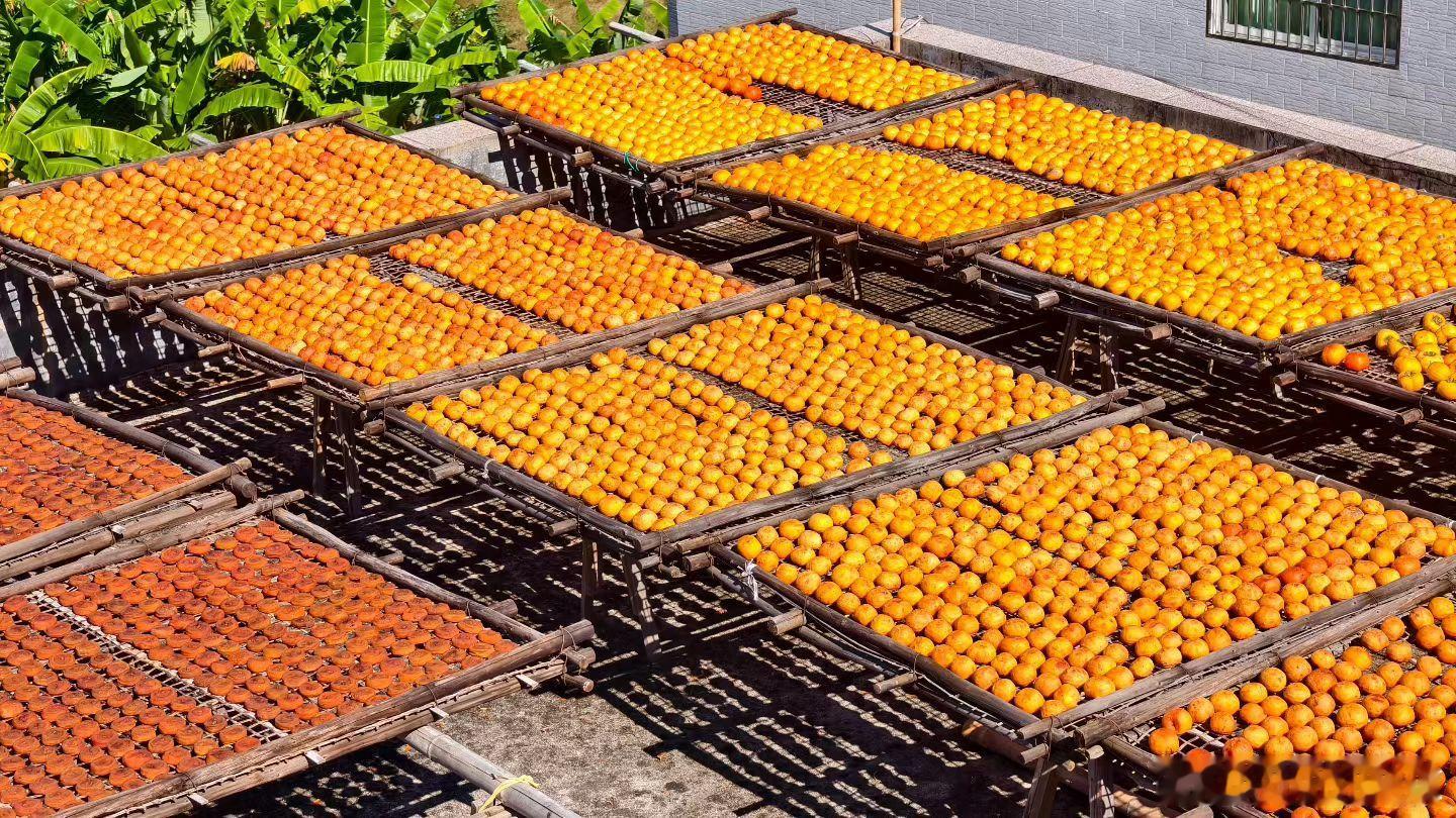 这是独属于广东平远的晒秋 