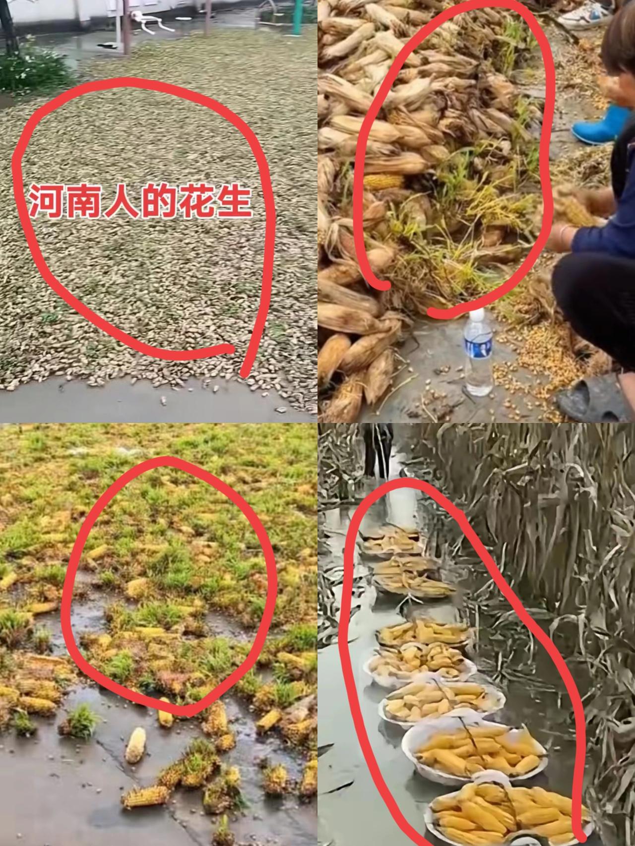 农民今年真的太难了！
现在正是秋收秋种的季节 ，连续近一个月的阴雨天，让地里的庄