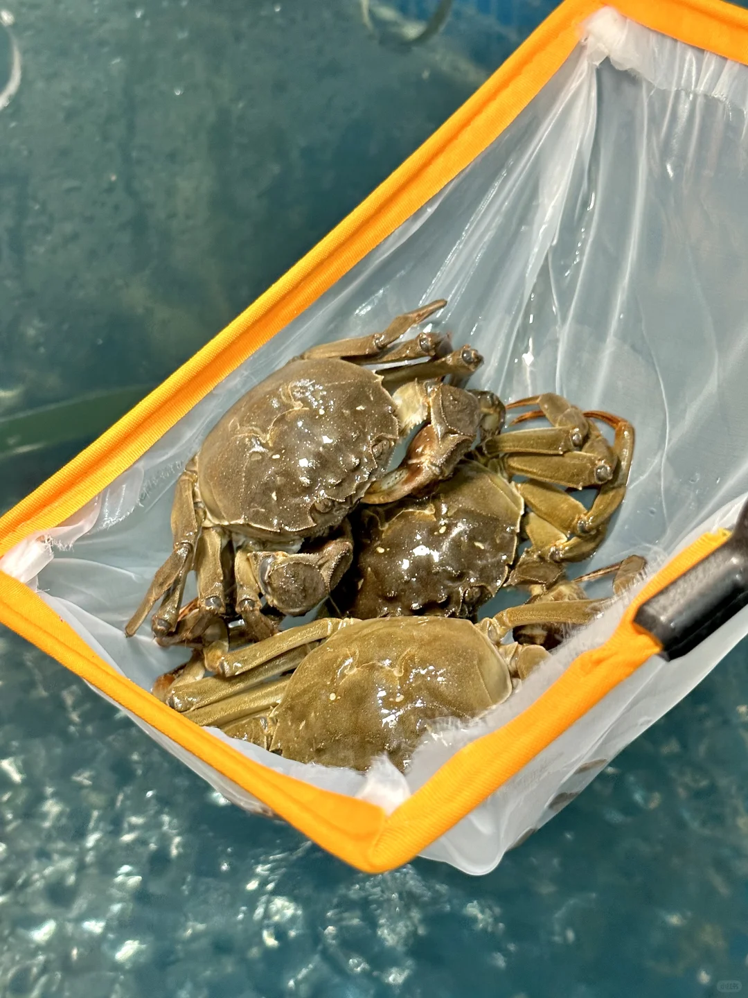就爱这一口饱满鲜美的大闸蟹！
