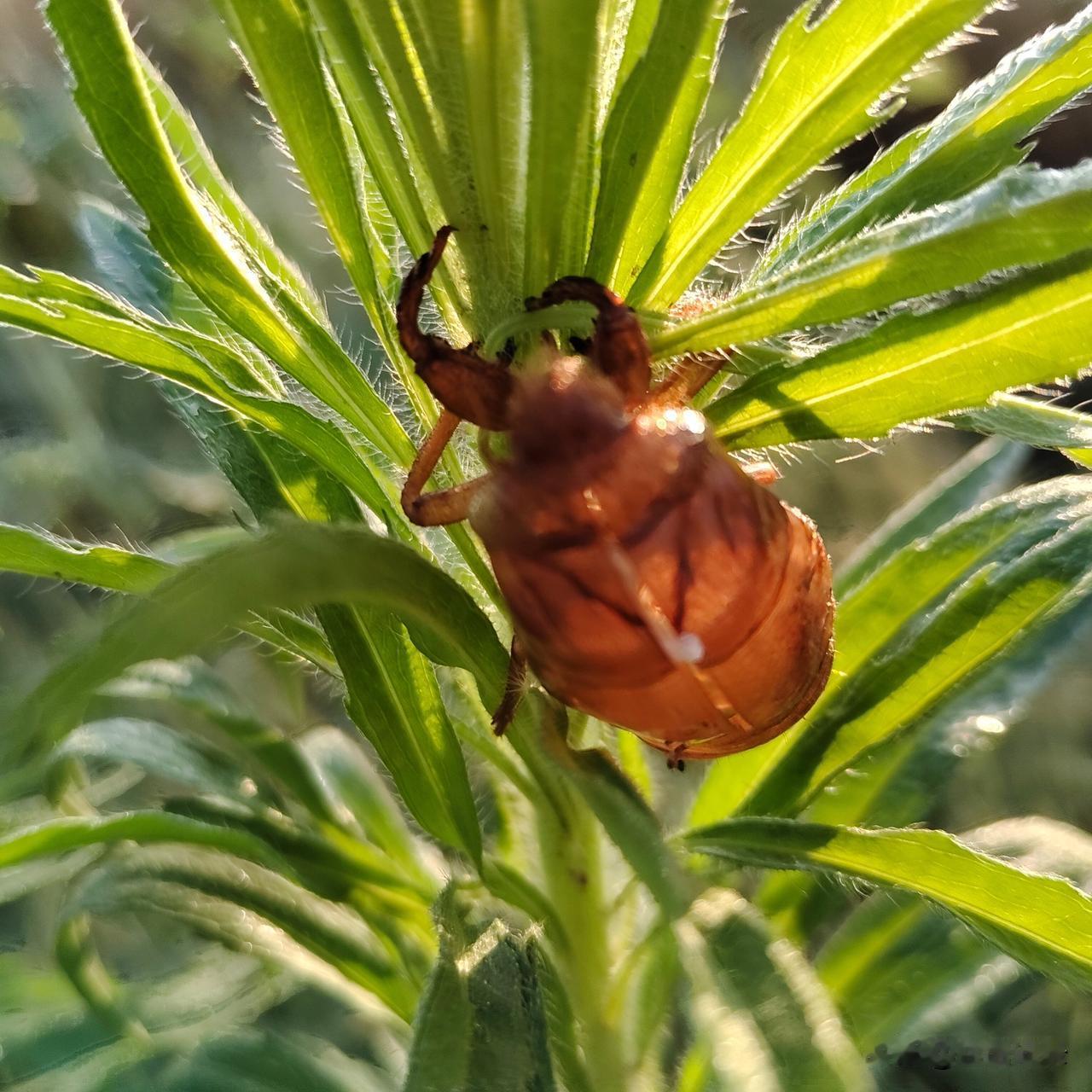 早上见到可爱的蝉蜕丝语记录