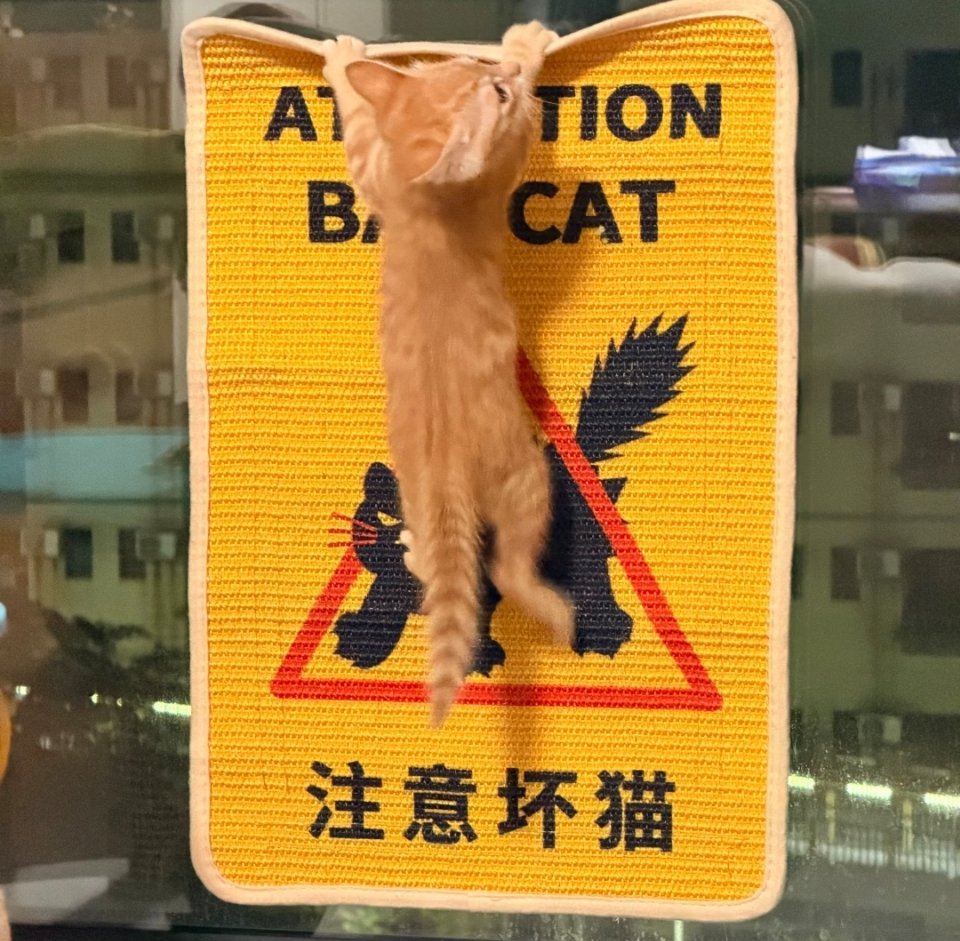 小坏猫 