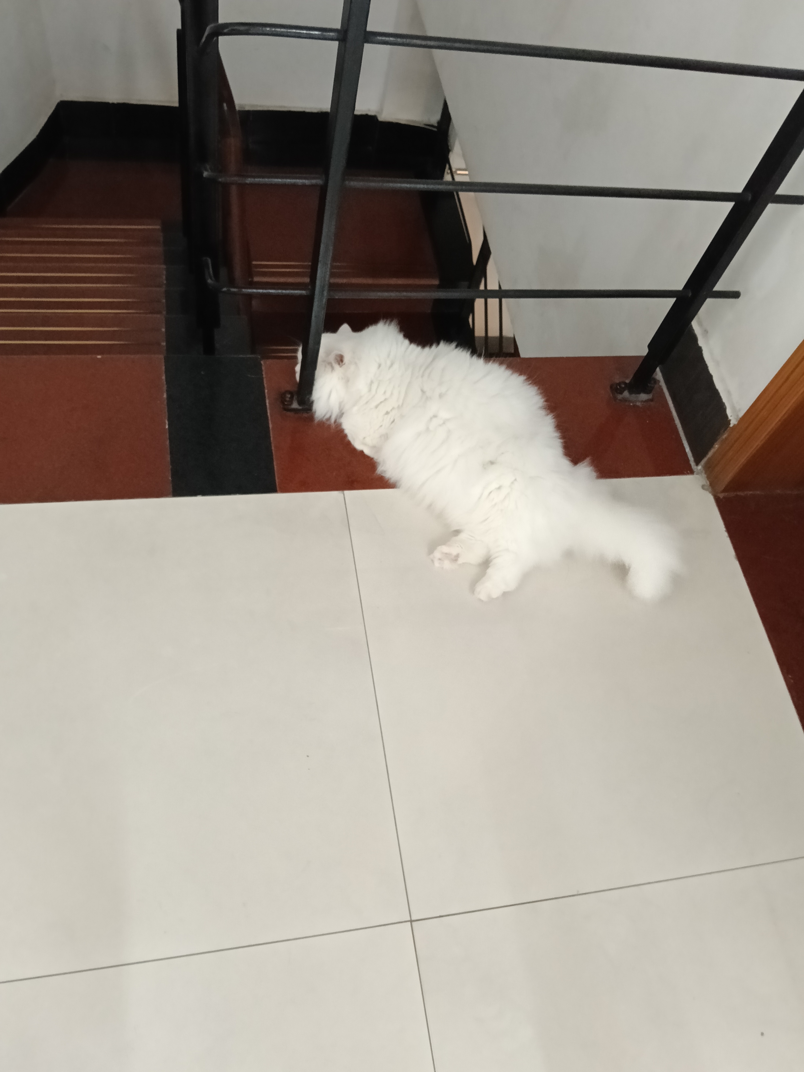 躺平摆烂 
