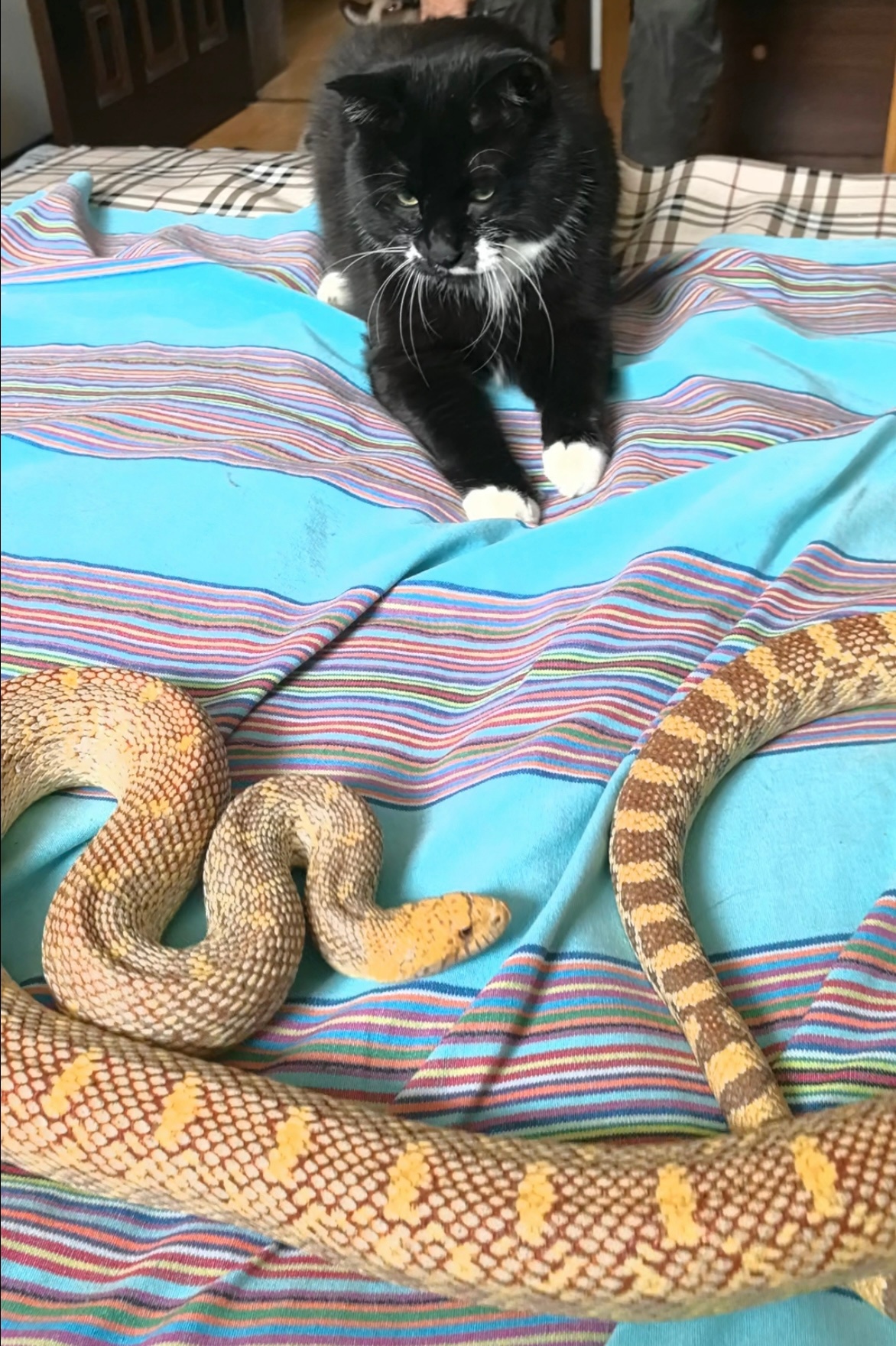 和谐～[奶牛猫][奶牛猫][奶牛猫] ​​​