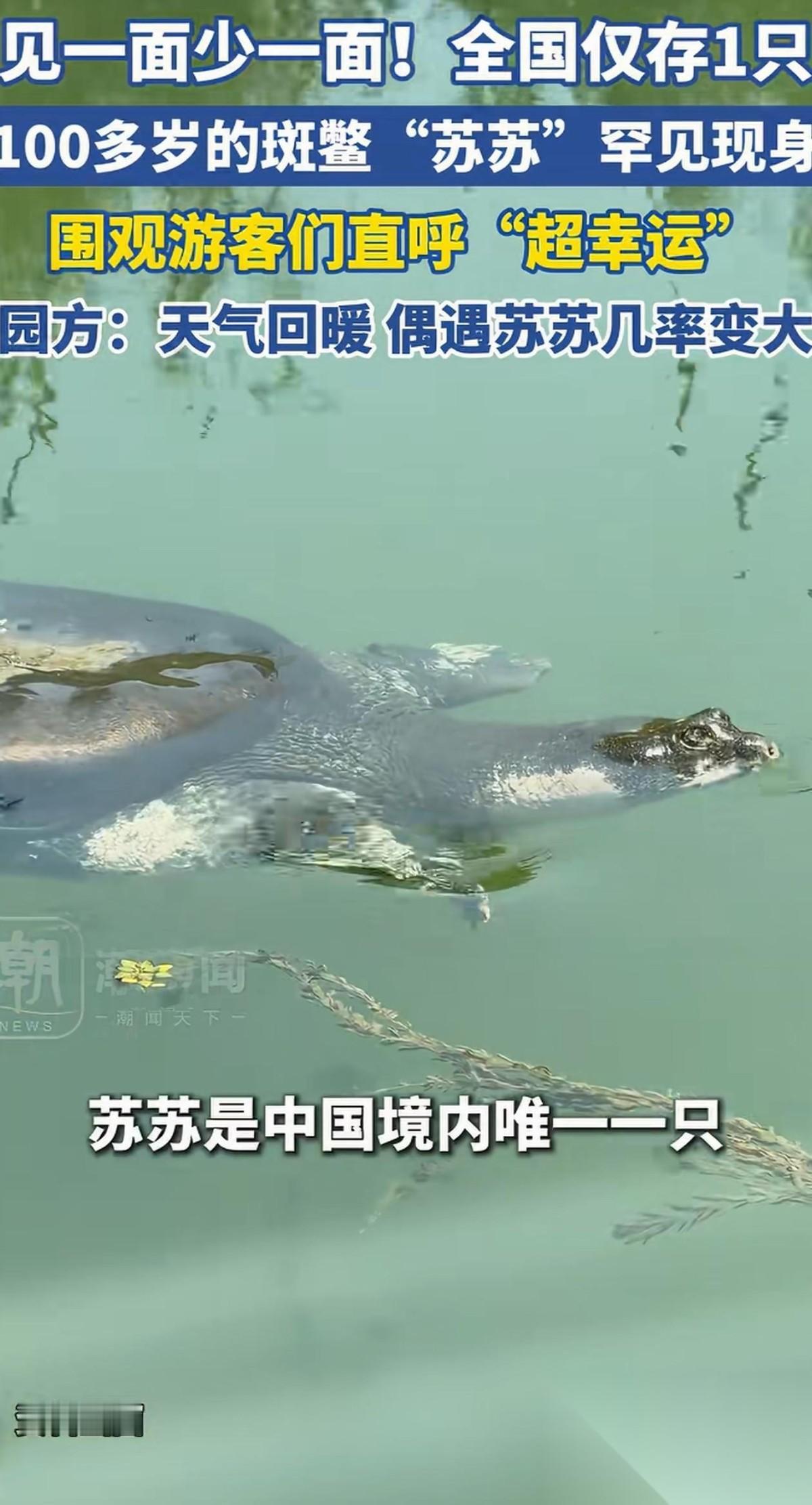 太幸运了！江苏苏州，游客在上方山动物园游玩的时候，竟然得以有幸碰见园里的斑鳖出来