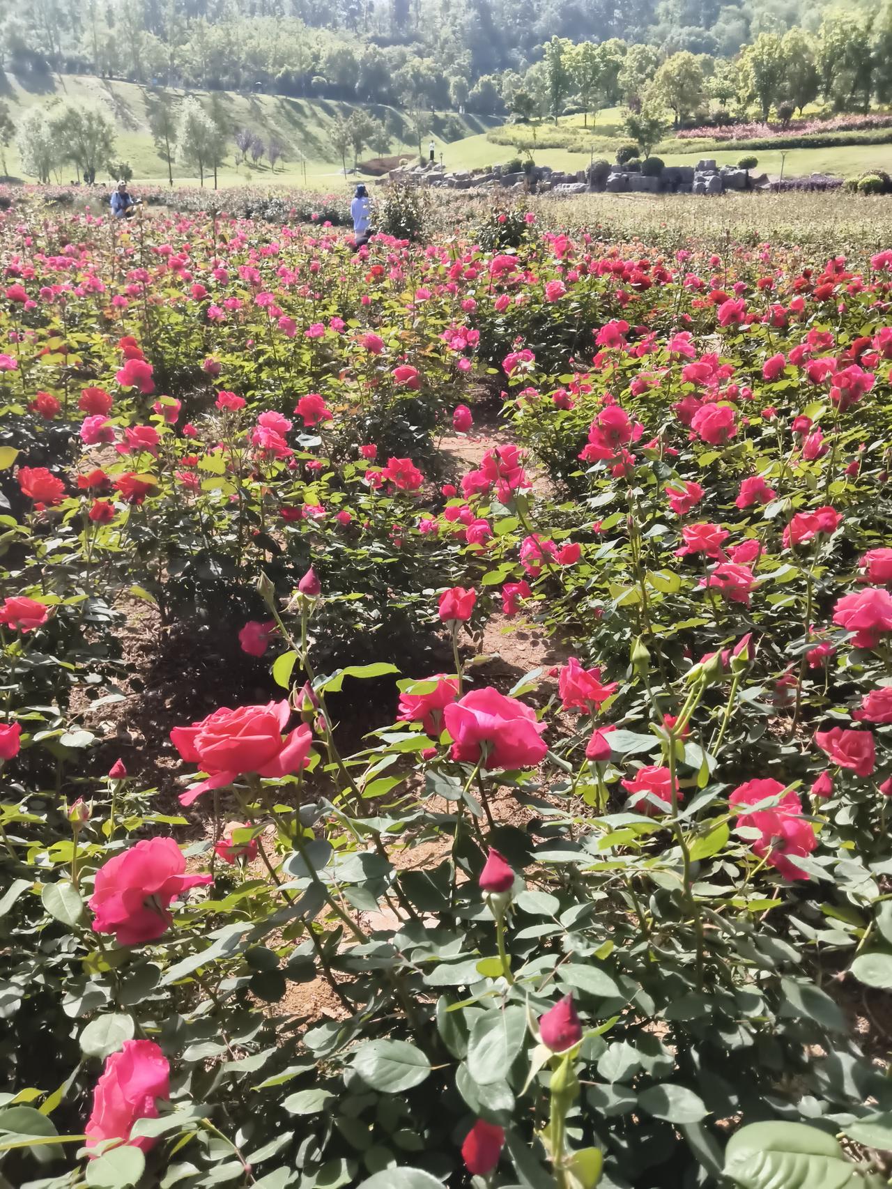 每年春季都要拍各种各样的图片，发头条的时候有的还没有用完就换季了，感觉挺可惜的，