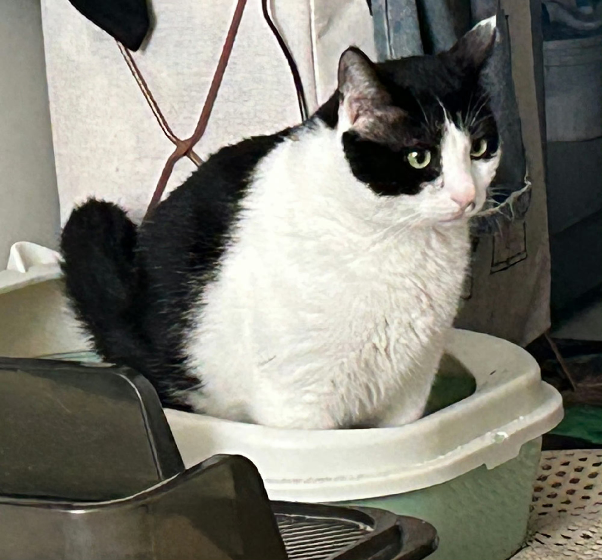 我们都在用力地～～拉屎～～daily奶牛猫 （投稿：） 