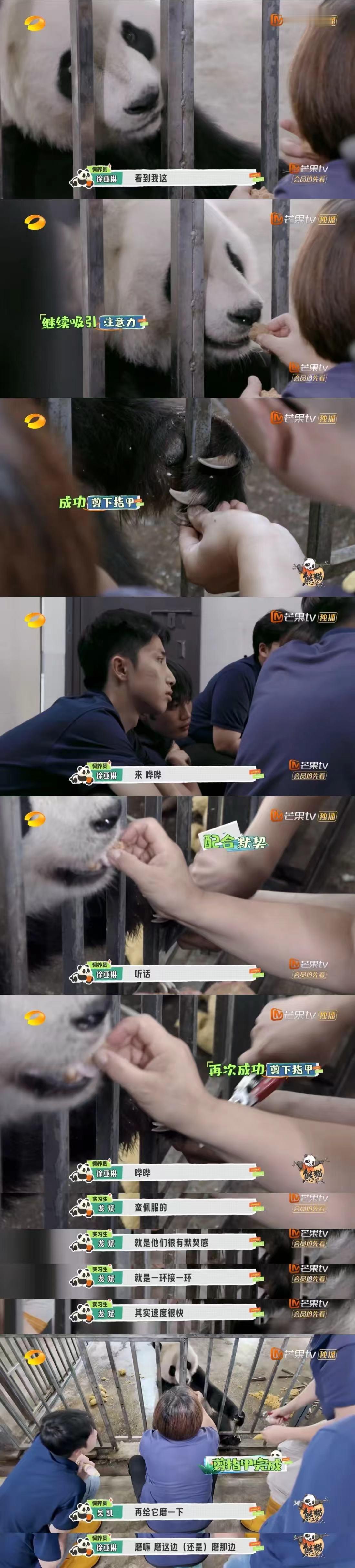 原来熊猫也是要剪指甲的啊第一次听说哈哈哈哈我们猫猫们真的不要太可爱了不愧是国宝剪