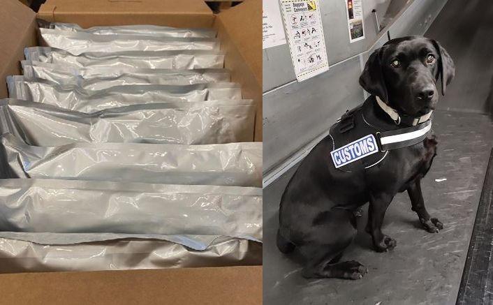 爱尔兰一只缉毒犬「玛吉（Maggie）」，日前在都柏林机场嗅出空运货物有异状，工