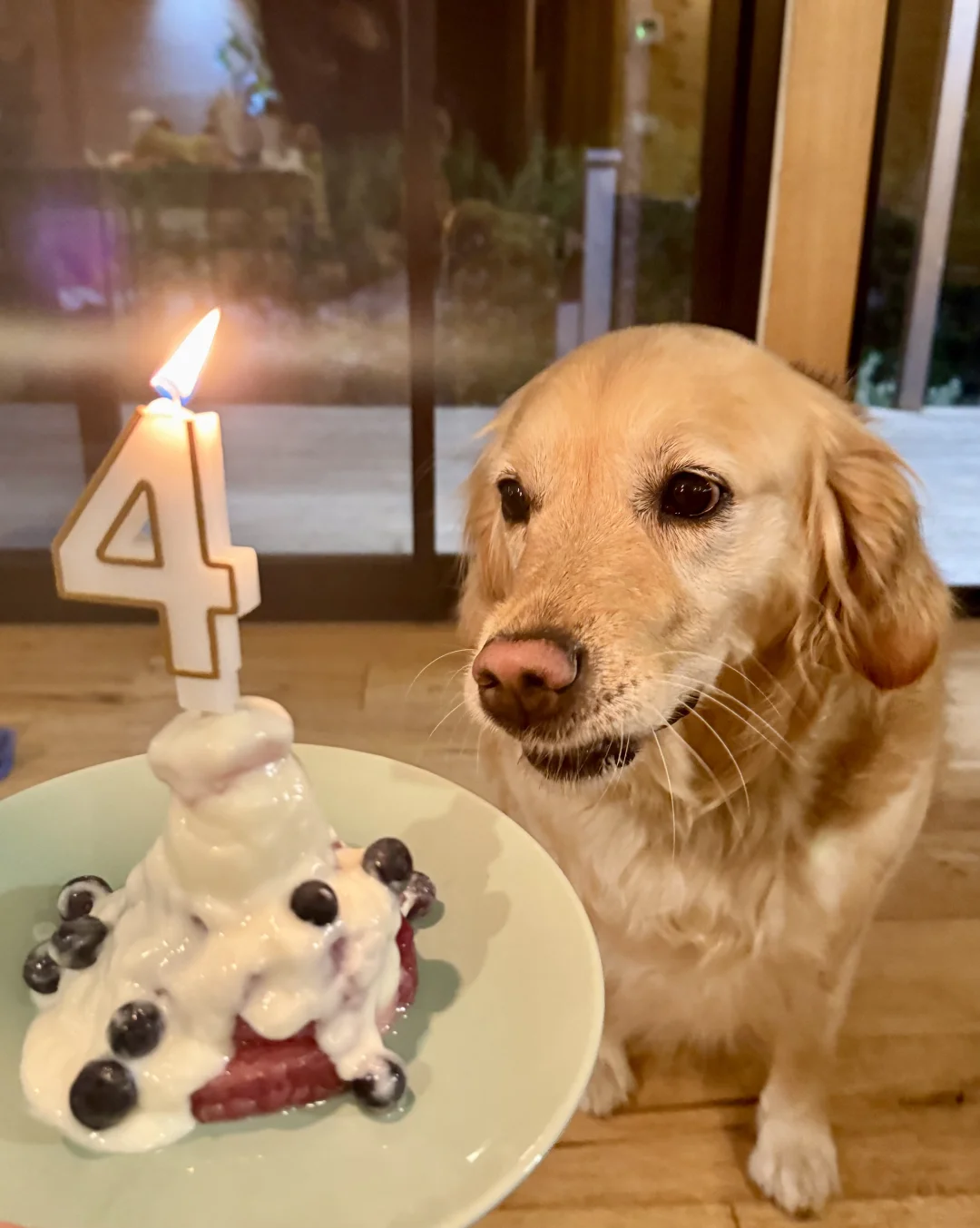 Happy 4th Pawsday🐾🎉