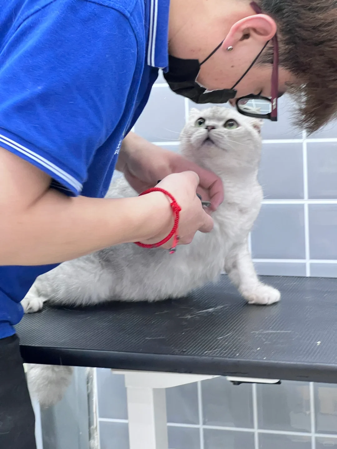 救命!千万别在宠物店洗猫!