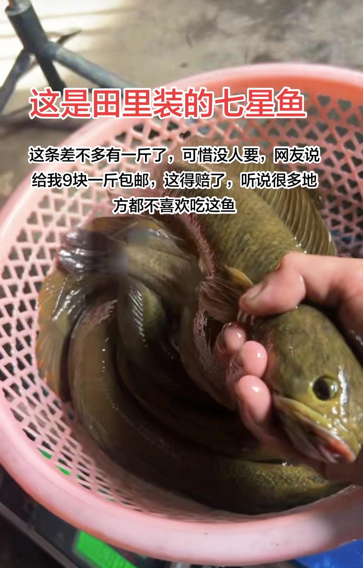 听说这种很多地方都不喜欢吃，九块还要包邮，这得赔多少啊？我这边都不喜欢吃这种花星