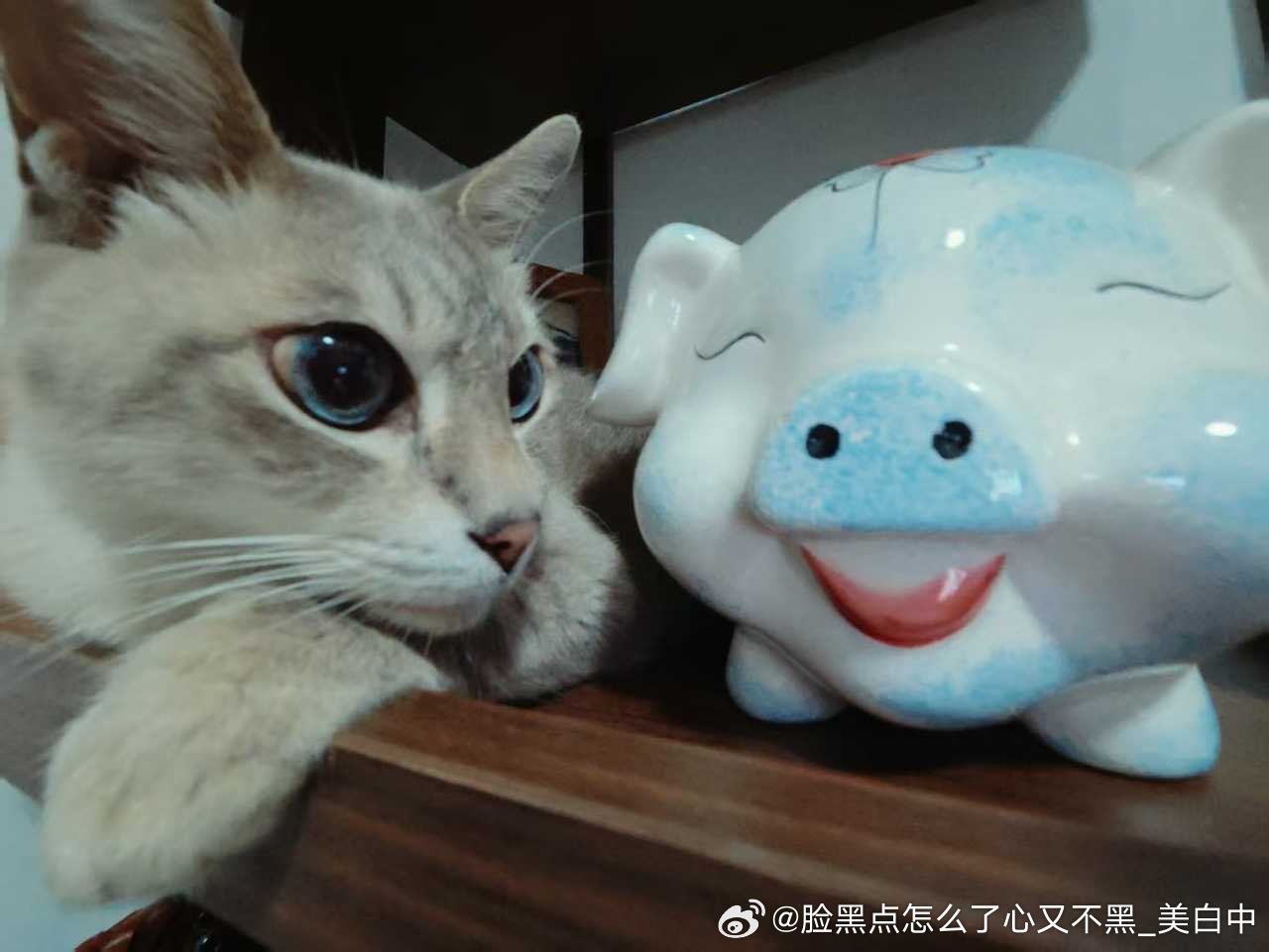 4061只黑脸小猪们 