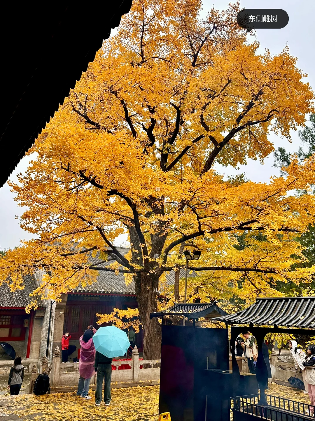 11.5红螺寺夫妻银杏，母的正好公的不行了