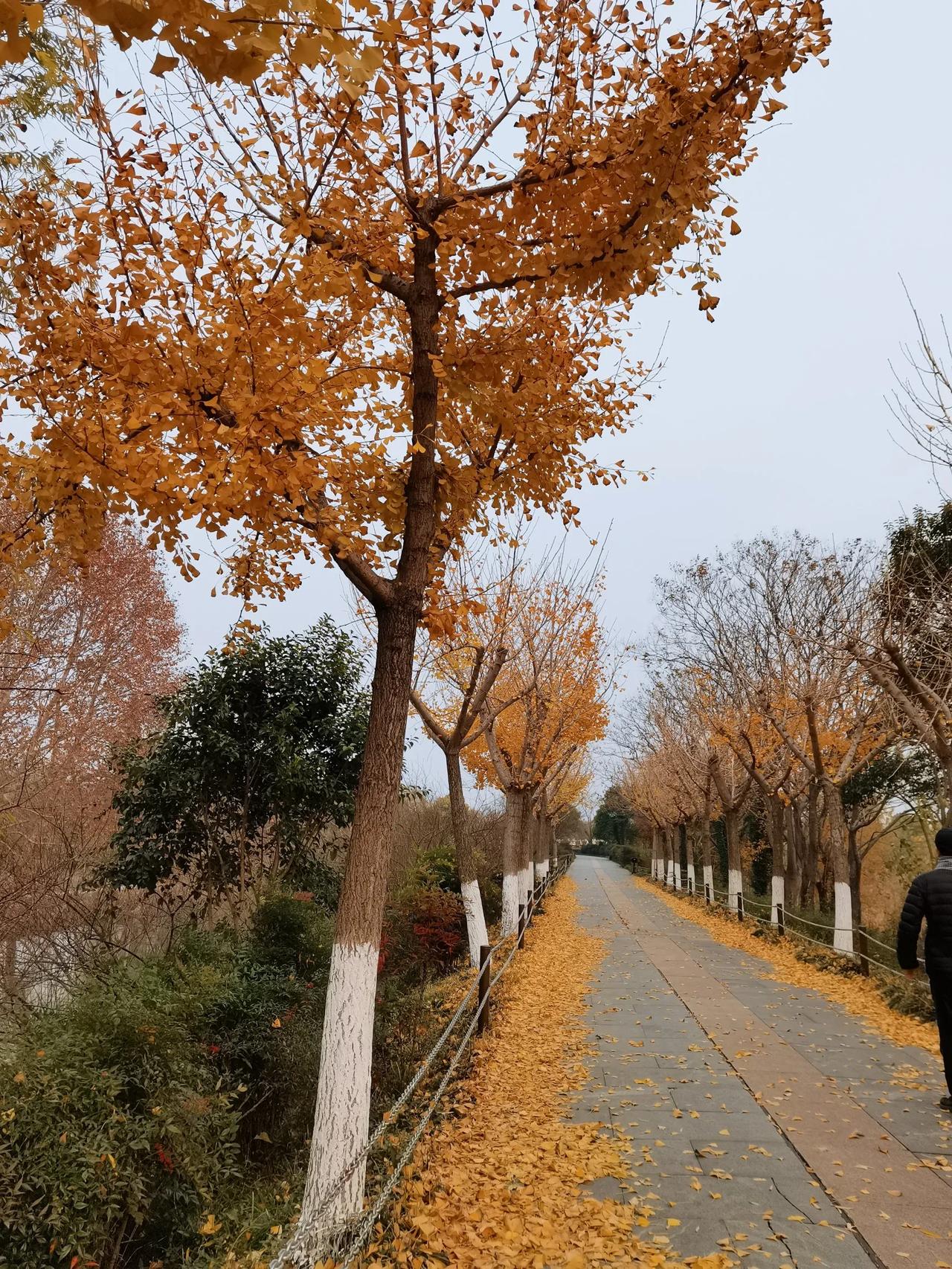 错过了焦山银杏大道的最佳观赏期，今天终于追到了银杏叶如金般的黄，飘落满地的美丽景