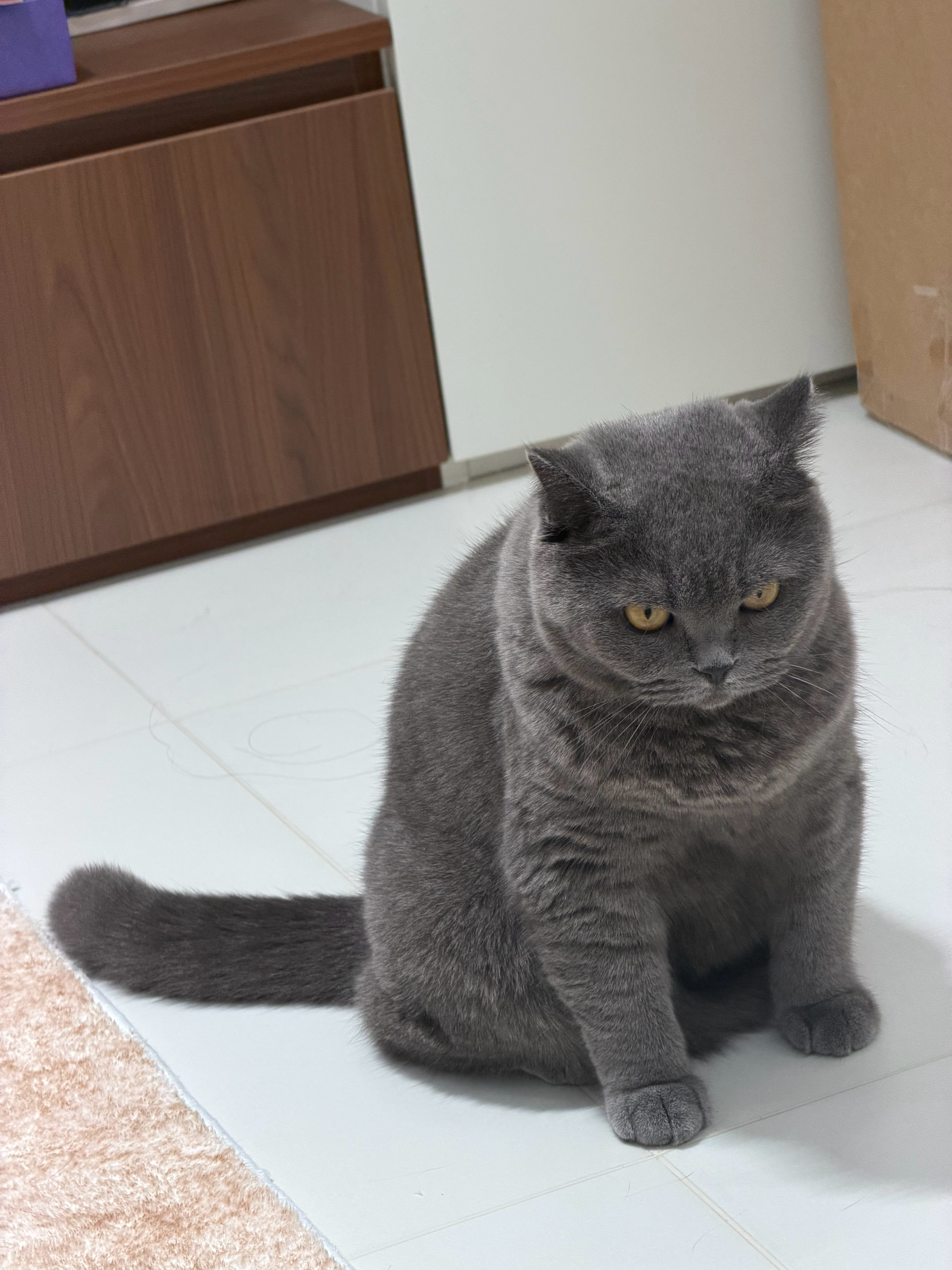 有的猫好像一麻袋水泥 ​​​