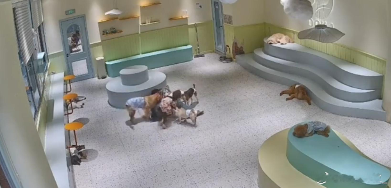 当狗咖最后一个顾客走后 小狗也营业了一整天很辛苦，可是它们依然能继续给人类提供情