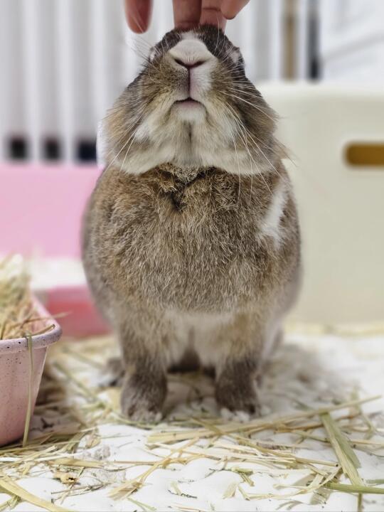 剪指甲爆生气但是三分钟后马上来贴贴