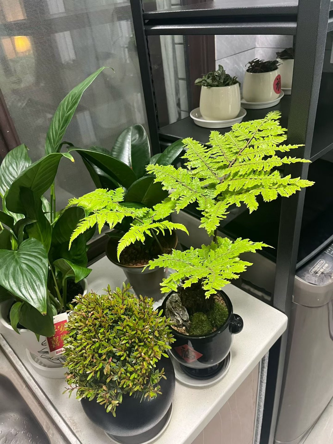 森林碎碎念我来啦 也不知道能不能被看见那就试试吧 万一呢我的日常之一照顾家里的小