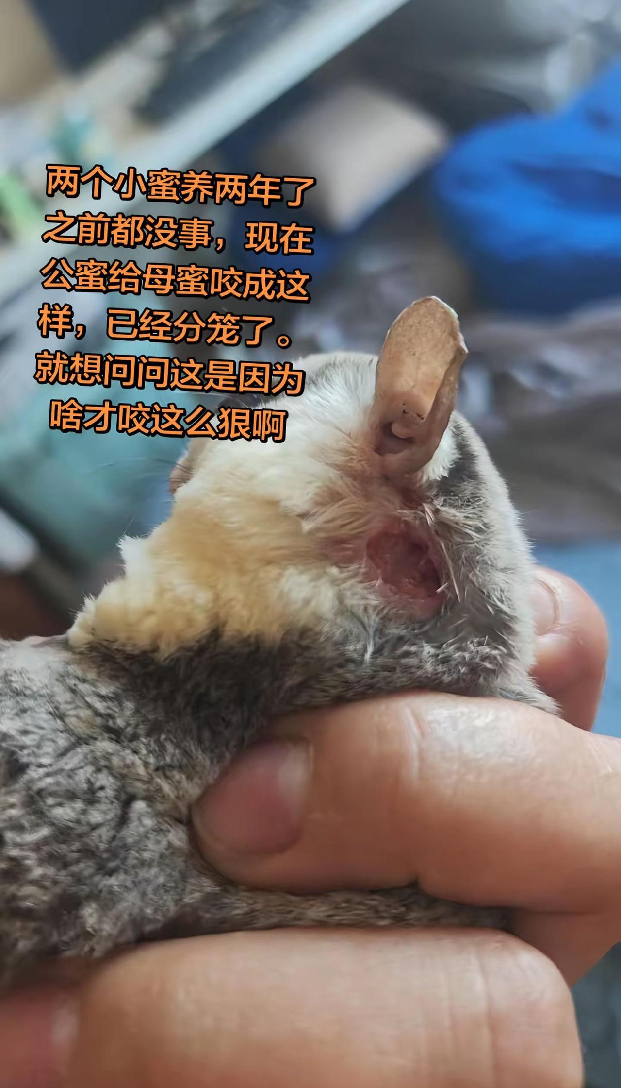 现在满脑子都想揍我家公蜜袋鼯😤。现在真的被我家公蜜袋鼯气到了，满脑子都是想揍它