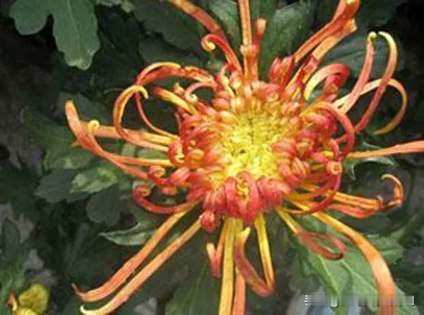 凉风起兮花露冷
秋雨落兮水波寒。