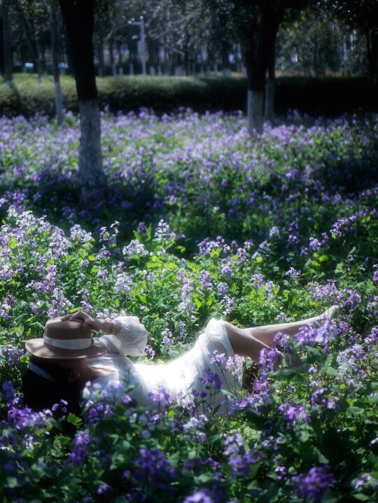 一不小心掉进紫色花海💜小众二月兰已开爆
