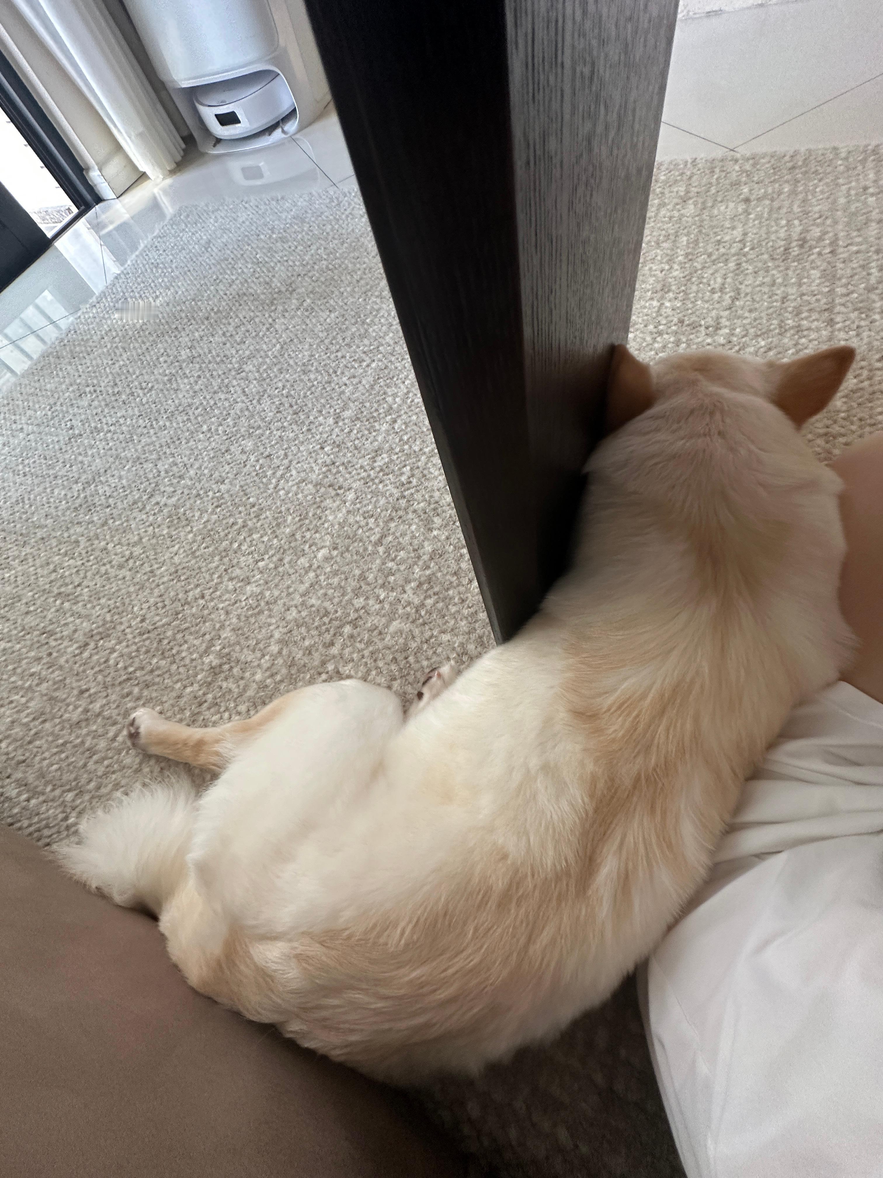 哎呀特别想养小比熊！等过几年铁蛋性格稳定了再养个二胎小狗[色] 现在铁蛋30斤了