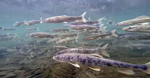 青海湖的湟鱼多得很，为何无人敢吃？青海湖里有13.3万吨湟鱼，随手就能捕捞到，但