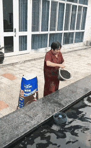 观赏鱼能吃吗？
我老公说这样的鱼不好吃
肉特别粗
吃一口十年都不想吃鱼[尬笑]