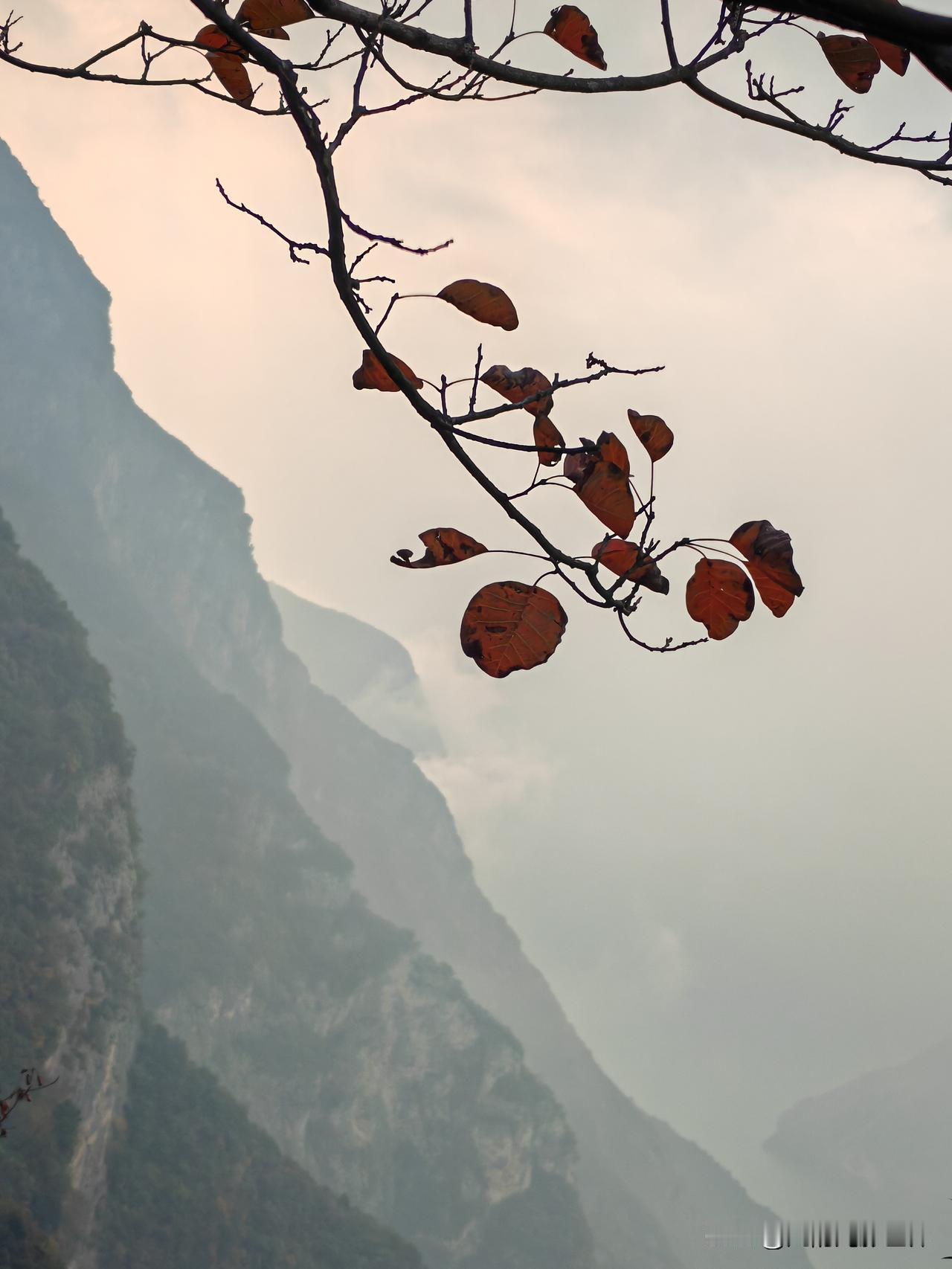 我正在三峡现场，亲眼见证了红叶的绝美。最近第十九届重庆长江三峡（巫山）国际红叶节