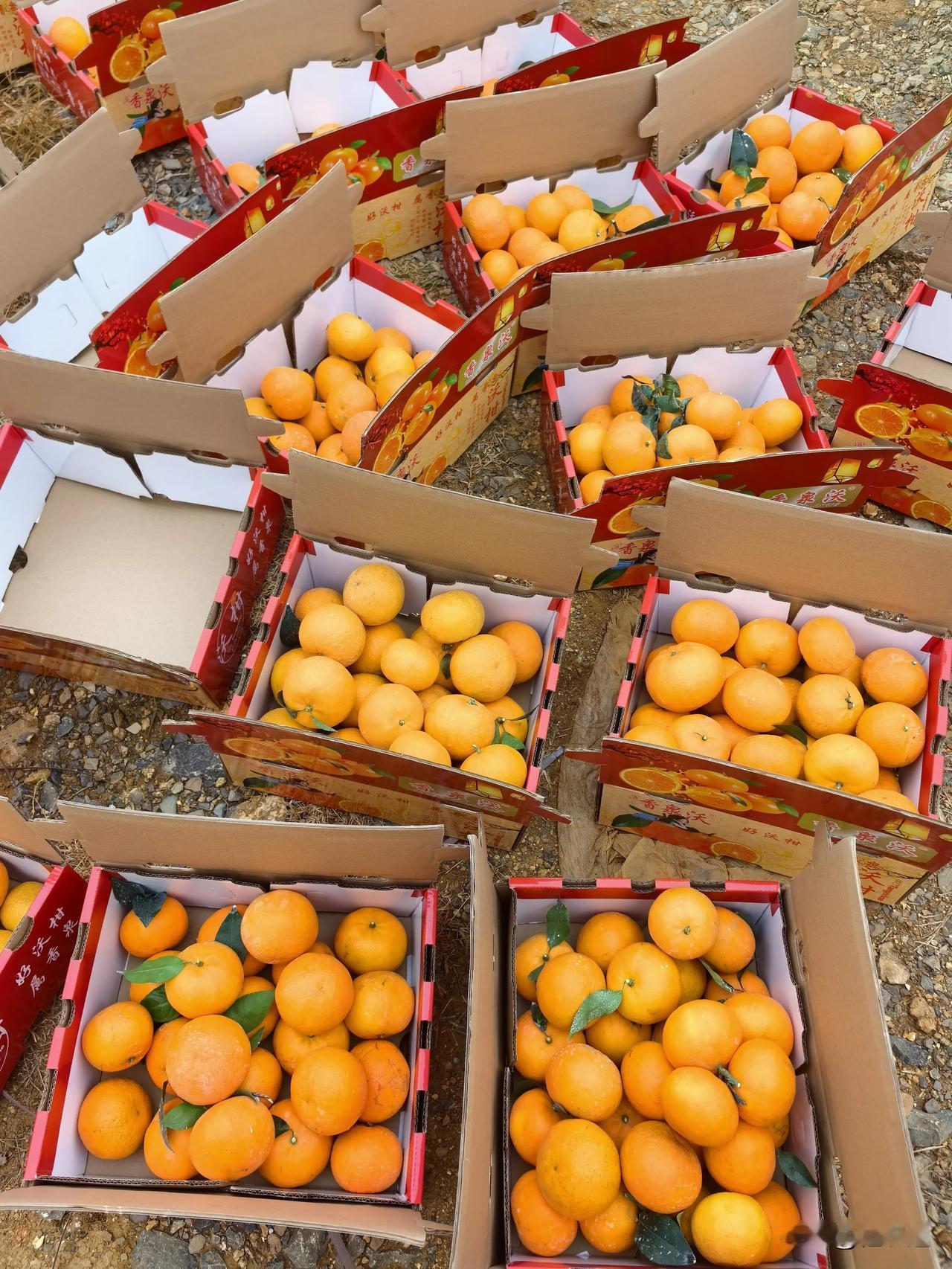 最近广西沙糖桔在黑龙江哈尔滨火起来，主要有以下几点原因：
 
可爱的形象：11位