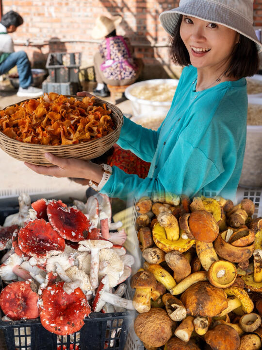 普洱｜这里整个村子都是野生菌农家乐🍄